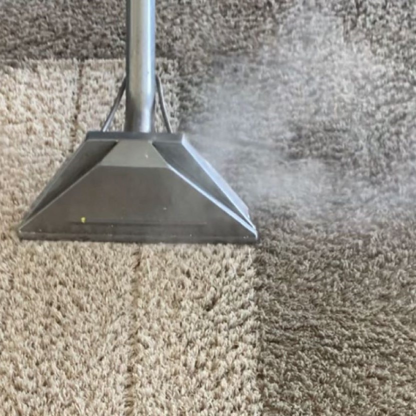 Clean carpet after professional pet stain and odor treatment